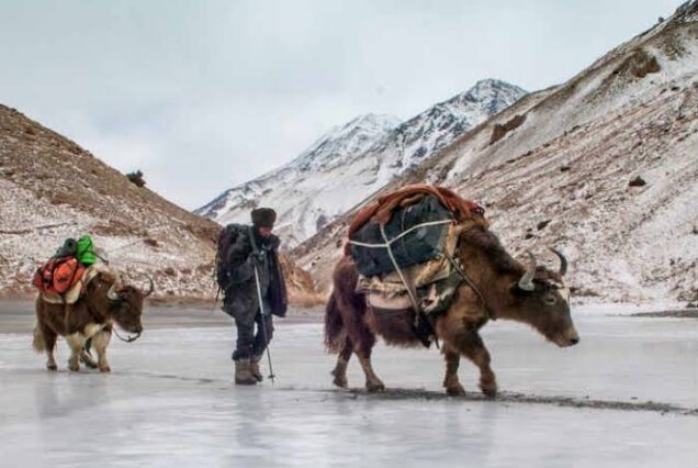 die afghanen auf tour