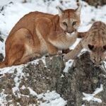 Afghanistan National Parks